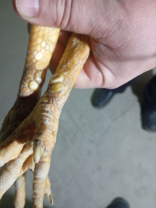 Жужа сотилади.3 пихчи