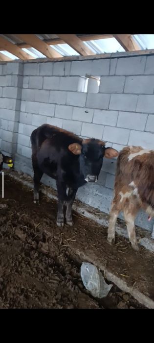 Ургашы бузаулар сатылады