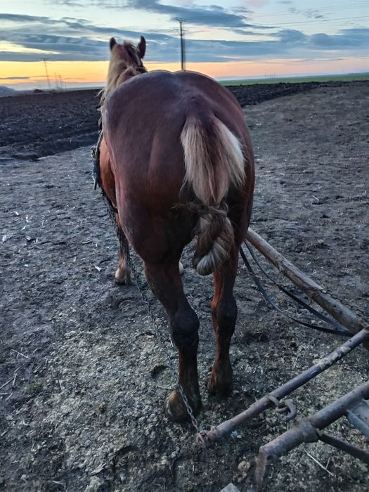 Vand iapă bună de căruță fără defecte mai multe detalii la Nr de telef