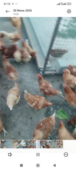 Ломан Браун тауығы