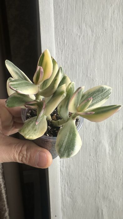 Укореннёные черенки