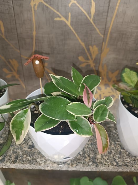 Цветок хойя , асал томчи гул