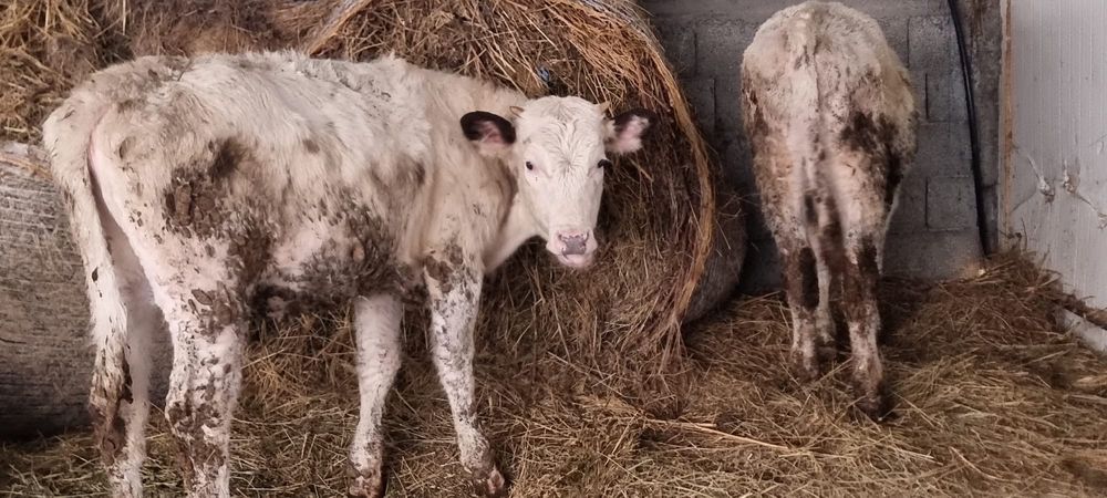 Taurasi si Vitele de crescut