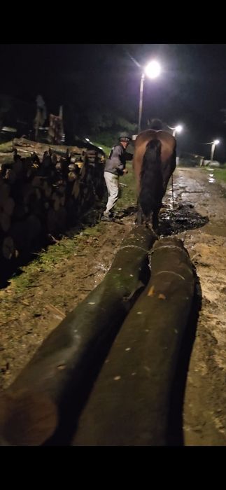 Mânz (cal castrat)  de 2,5 ani- GARANTAT  la lemne si la căruță!