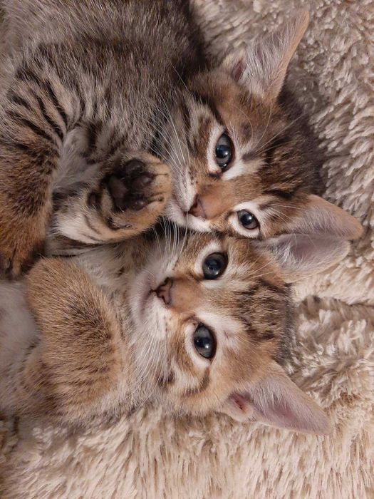 Подарявам прекрасни котенца