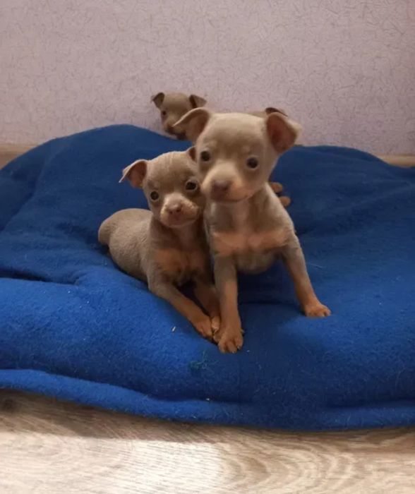 Щеночки Русский Той