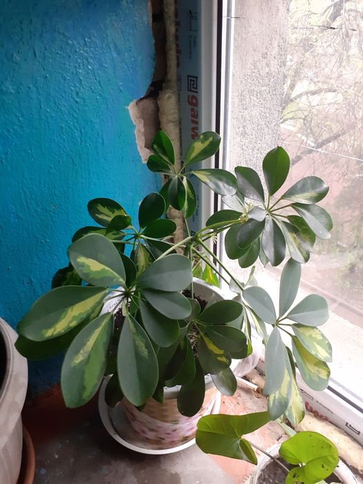 Комнатные цветы продам