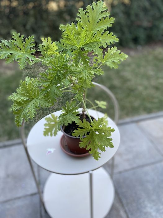 Продавам индрише