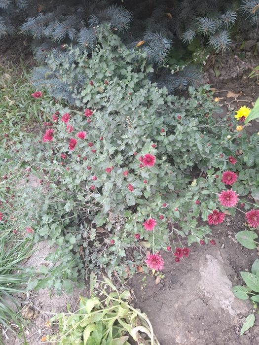 Продаю многолетние цветы