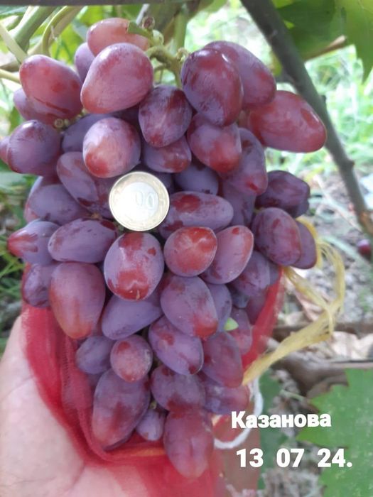 Жүзім кошет виноград