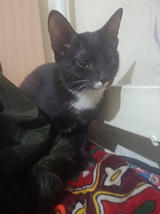 Qora mushukcha  ayol