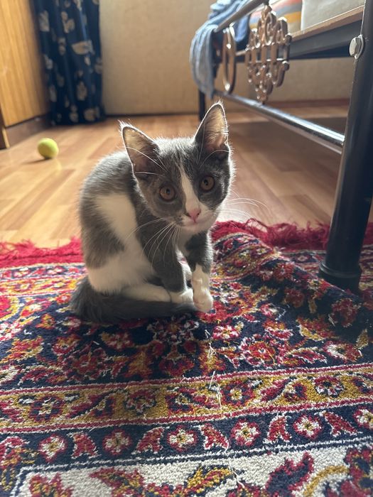 Отдам скота красавица