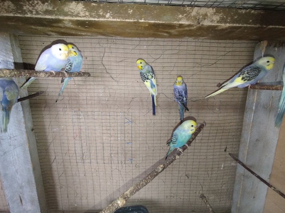 Радужные волнистые попугаи