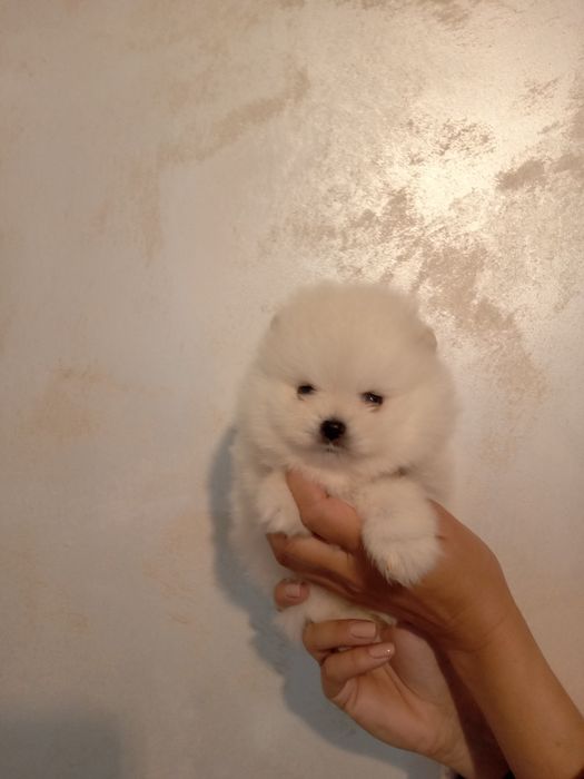 Pomeranian modelul ursulet, Din parinti talie  mini. Pe