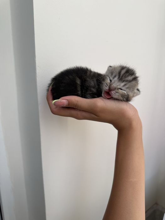 Котята шотланские