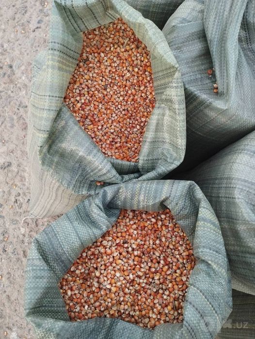 Jaydari makka bor 
Jaydari makkayini silos varinati
Asosan urug’likga