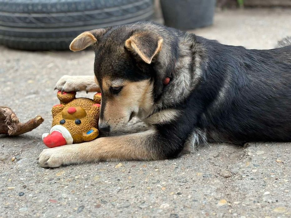 Подарява се сладко кученце