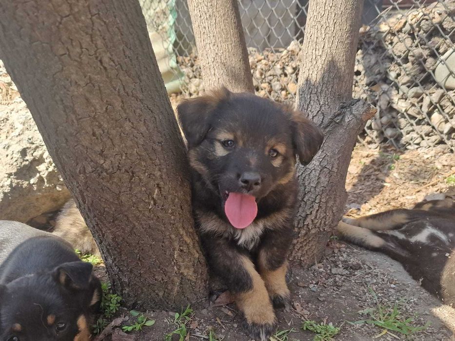 Отдам щенков в хорошие руки