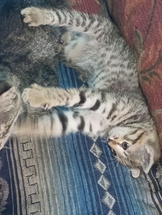 Котенок мальчик в добрые руки