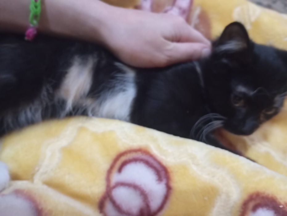Отдам хороших котят в добрые руки