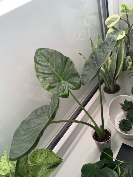 Алоказия регал шилдс