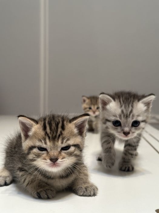 Британскии  котенок