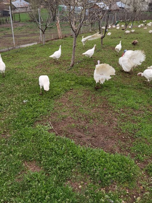 Ouă de curca de vânzare 10 lei bucata