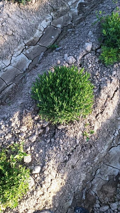 Lavanda ko‘chatlari sotuvda!