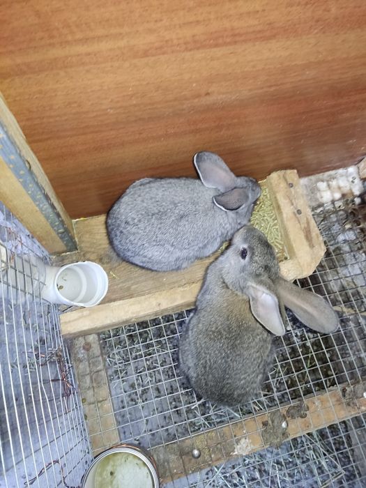 Кролики домашние