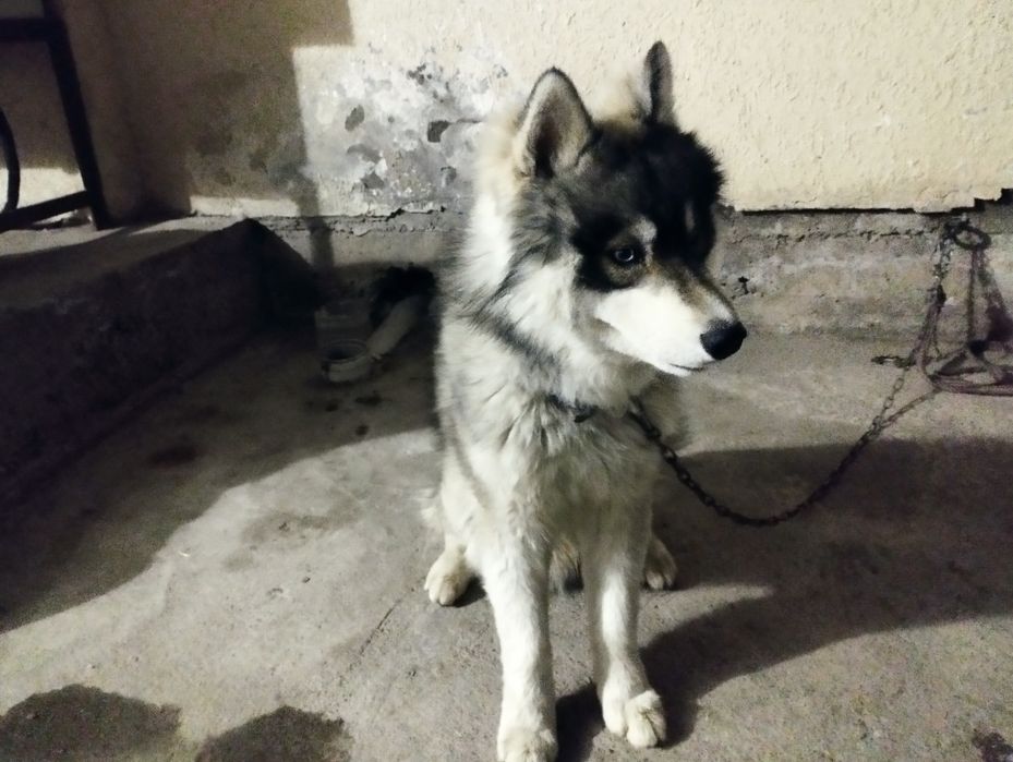 Сотилади хаски зотли кучук ўргатилган