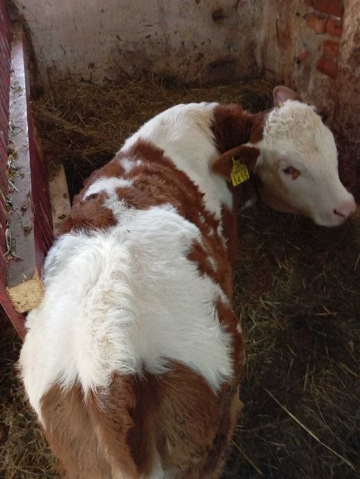 Vând 3 viței de 2 luni (2 tăurași și o vițea)