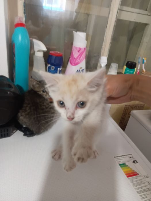 Отдам котят в хорошие руки