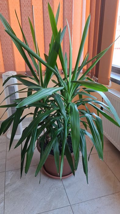 Vand plante ornamentale