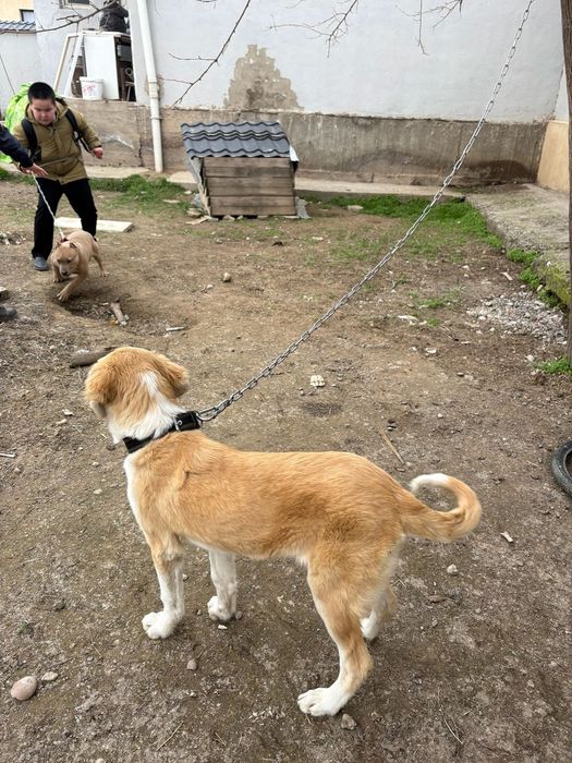 Осы тазы сатылады срочна