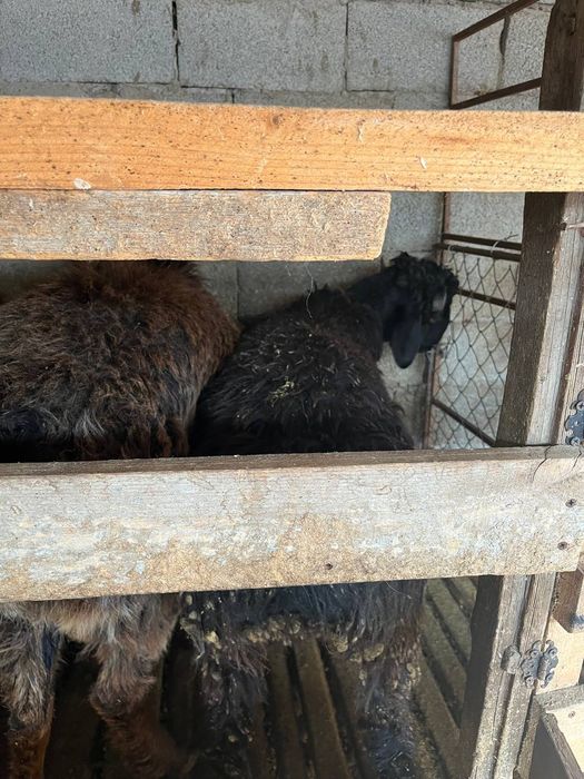 Семіз тоқтылар сатылады