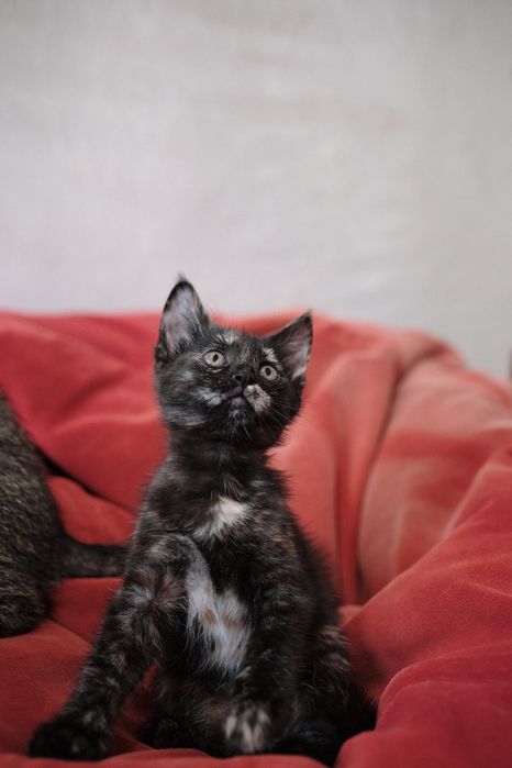 Котята 2 месяца.