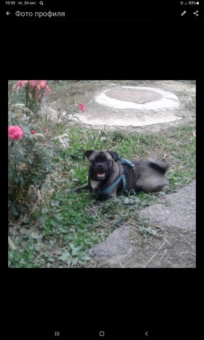 Отдам  даром щенков