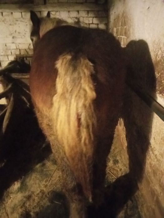 Vând doi mânji din cai grei