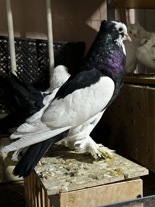 Голубь дутышь (самец)