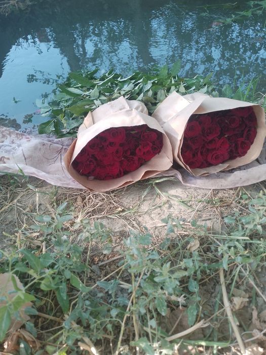 Atirgul kochatlari