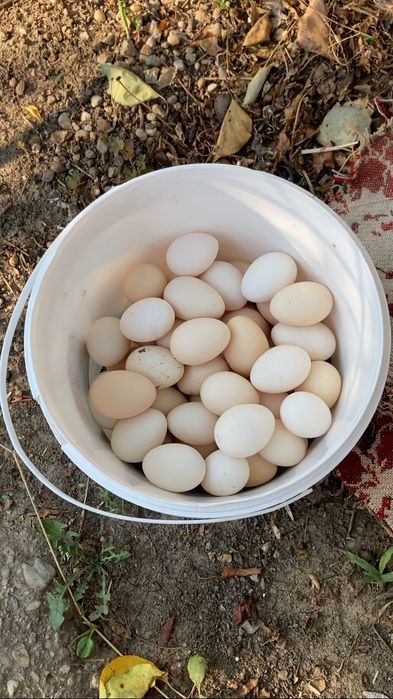 Frumuseți originale de vânzare, sunați la nr din poza