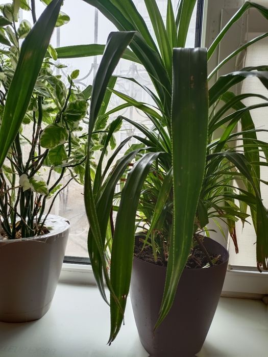 Домашние цветы , большие