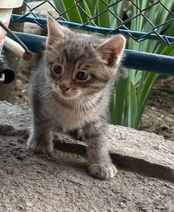 Отдам котят в хорошие руки!