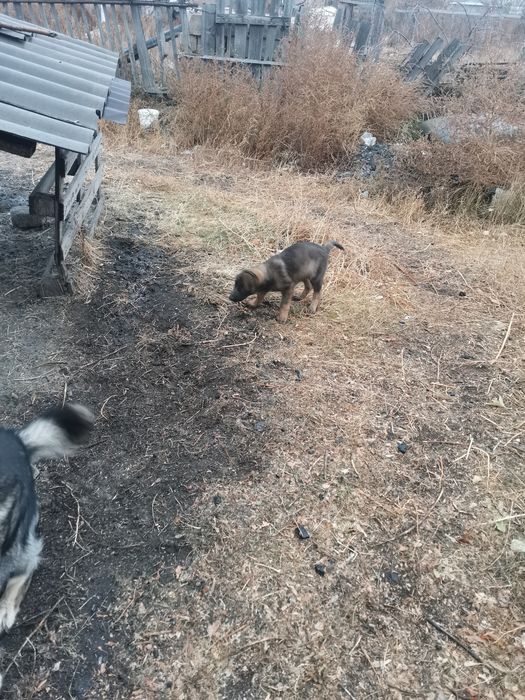 Отдам бесплатно щенят девочек