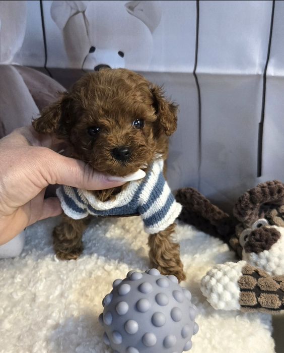 Пудел тийкъп с родословие момче микро