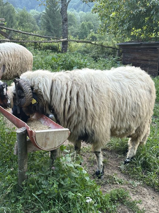 Vand berbec  marleste a doua oară