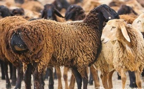 Едильбаские овцы курдючные на племя