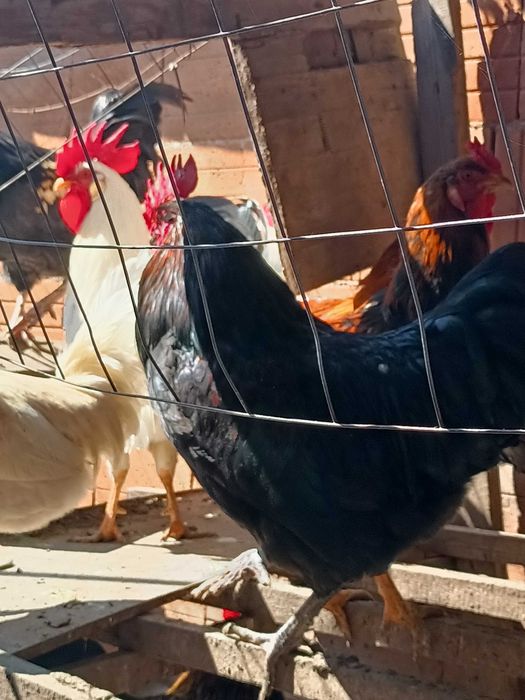 Домашни петли за Великден