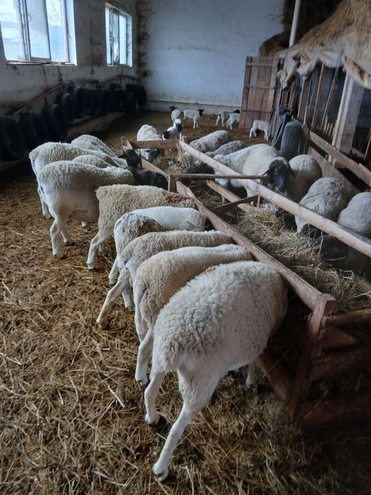 Oi dorper de vanzare