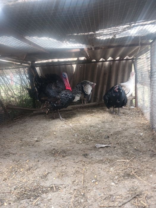 Птицы индюки и индюшки